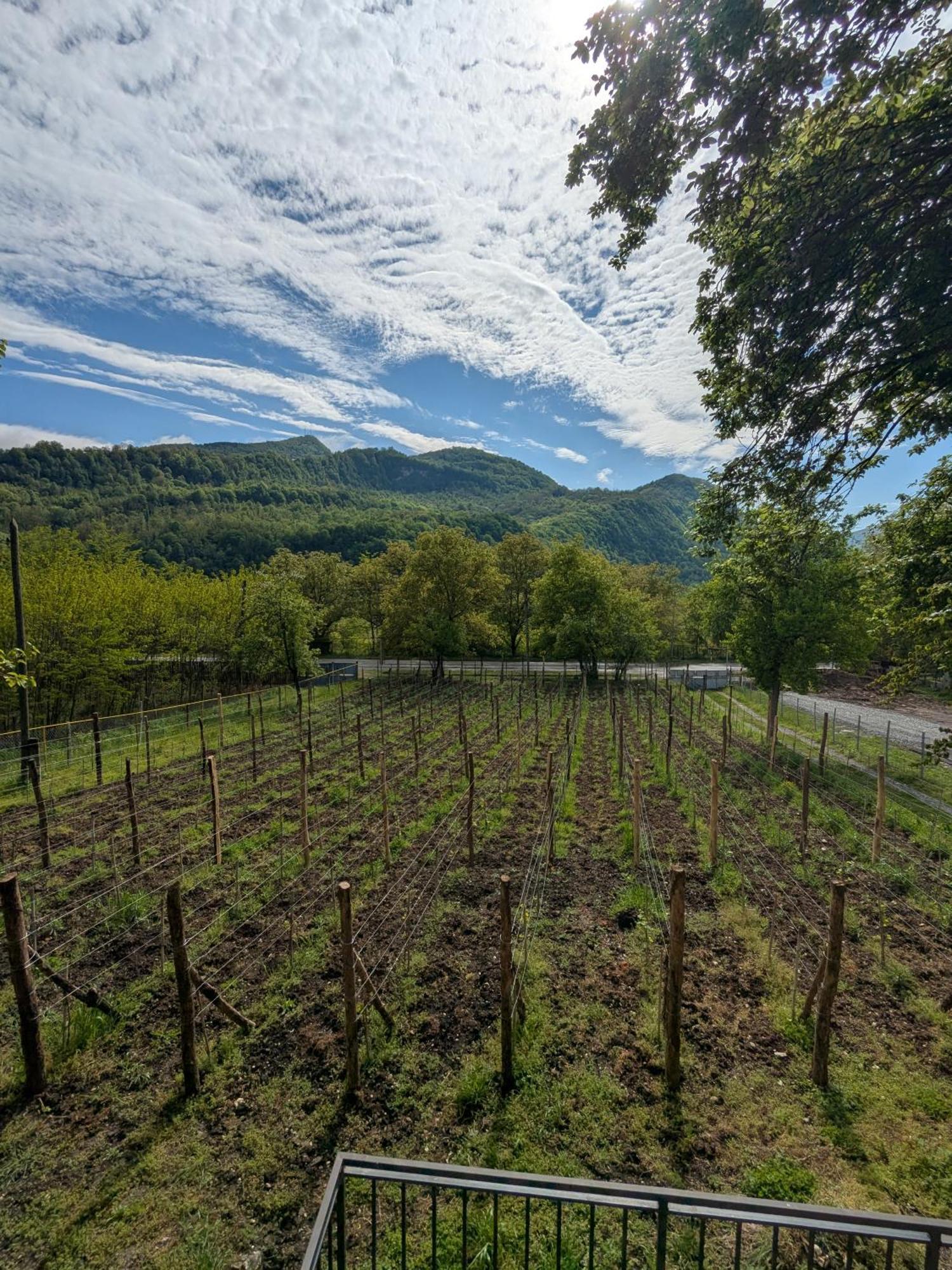 Kipiani Guest House Ყიფიანის Სახლი Khvanchkara Eksteriør bilde